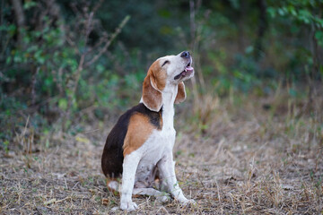 A cute  beagle dog scratching its body on the dried grass field.