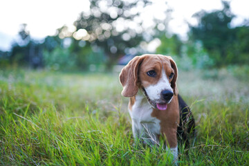 Portrait of a cute tri-color beagle dog sitting on the grass field.
