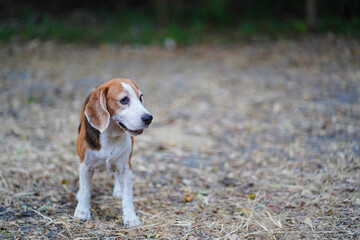 A cute  beagle dog is standing on the dried grass field.