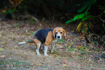 A beagle dog is defecating in the dried grass floor in the forest.