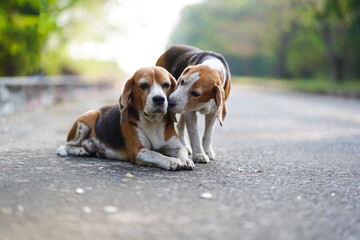 A cute  beagle dog is kissing another one are on the lonely road.