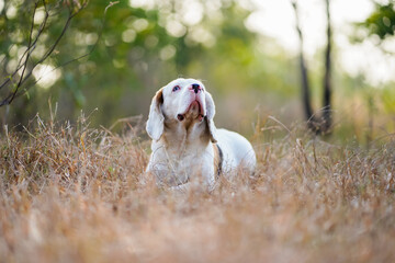 Portrait of a cute white fur beagle dog while lying on the meadow in the evening.