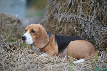 Portrait of a cute beagle dog lying on the
