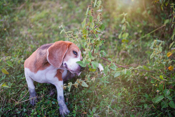 A cute  beagle dog is scratching its body  on the green grass.