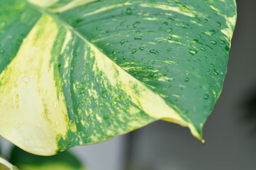 Devils Ivy, Golden Pothos or Hunters Robe or Epipremnum aureum or Araceae and rain droplet