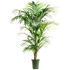 Fototapeta premium A tall Kentia Palm with feathery, arching fronds, isolated on a transparency background