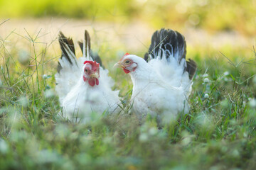 A pair of free-range Thai white-black tail bantam chickens in the grass field.