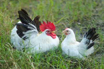 A pair of free-range Thai white-black tail bantam chickens in the grass field.