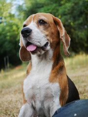 A cute beagle dog is sitting on grass field next to its owner.
