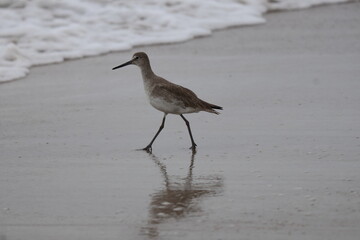 Ocean front with a sandbar and a fishing pier at Jacksonville Beach, Florida. 