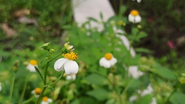 beautiful dragonfly in the garden