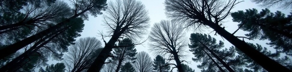 Obraz premium Darkened tree limbs stretched towards the gray sky, wood, forest