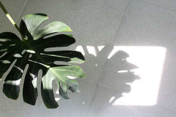 Monstera leaf and its shadow