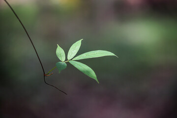 Abstract background of vine leaves with light hitting the leaves.