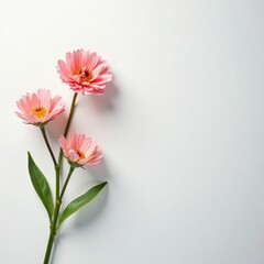 Fototapeta premium Delicate blooms in pastel hues on white gradient background, nature, still life