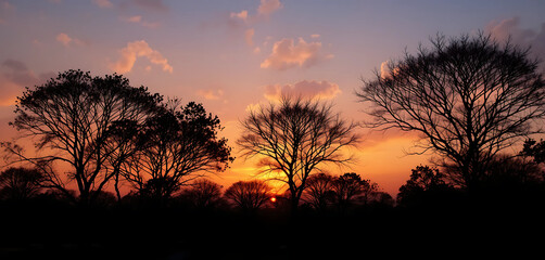 Fototapeta premium Silhouette Sunset: Silhouettes of trees against a beautiful sunset, with shades of orange, pink, and purple in the sky.