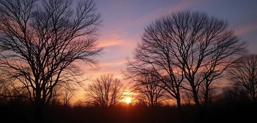 Obraz premium Sunrise Serenity: Trees silhouetted against a beautiful sunrise, with warm hues of pink, orange, and gold.