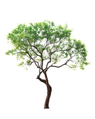 Obraz premium Tree isolated on transparent background, PNG