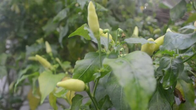 Close up video of green Chilli pepper or Cabai Rawit planted in the backyard of a house in Indonesia