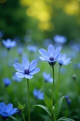Delicate blue flowers of Nigella in a garden bed, botanical, flower field