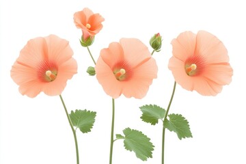 Obraz premium Delicate peach-colored flowers with green leaves arranged elegantly against a white background
