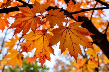Vibrant Orange and Red Autumn Maple Leaves Close Up Fall Foliage Nature Photography