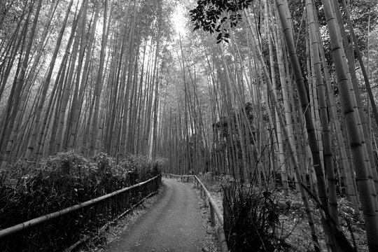 化野念仏寺」の写真素材 | 267件の無料イラスト画像 | Adobe Stock