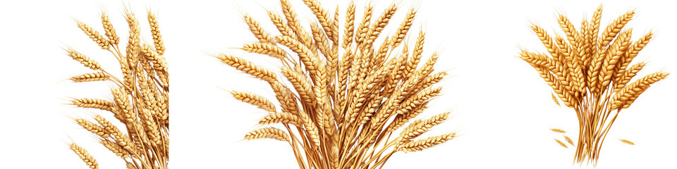 set of A pile of wheat ears arranged in a bundle, a bunch of wheat ears tied with a simple rope, a bunch of wheat ears neatly arranged, a bunch of wheat, on a transparent backgrounds
