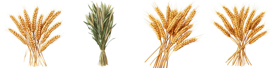 set of A pile of wheat ears arranged in a bundle, a bunch of wheat ears tied with a simple rope, a bunch of wheat ears neatly arranged, a bunch of wheat, on a transparent backgrounds