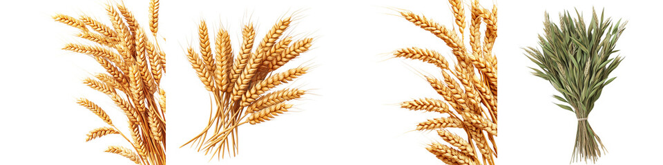 set of A pile of wheat ears arranged in a bundle, a bunch of wheat ears tied with a simple rope, a bunch of wheat ears neatly arranged, a bunch of wheat, on a transparent backgrounds