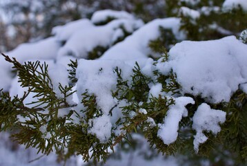 snow covered branches