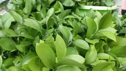 Natural background of green leaves, nature abstract wallpaper