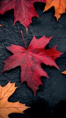 Fototapeta premium Autumn Leaves Red Yellow Maple Foliage on Dark Background