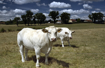 La Clayette (Burgundy, France). Picture taken this summer while trekking alone. Typical Charolais cows in their meadow. Always standing and looking with interest when photographied. Nice animals