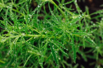 Green grass with rain drops. Juicy grass after summer rain.