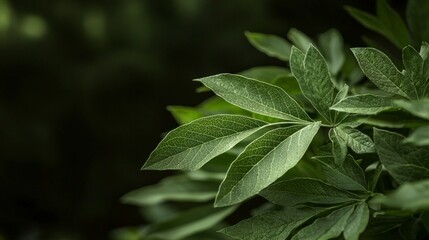 Lush Green Leaves  Nature Background  Plant Foliage  Close up Photography