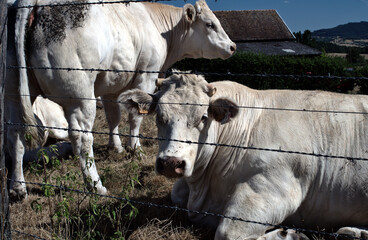 Charolais breed's cows. Big and massive. Just in front of me, half sleeping in it meadows. Nice...