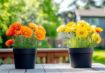 Vibrant Orange and Yellow Poppy Flowers in Black Pots on a Wooden Table Surrounded by Lush Greenery in a Bright Sunny Garden Setting