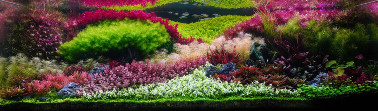 Colorful planted aquarium tank. Aquatic plants tank. Dutch inspired aquascaping with colorful aquatic stem plants. Aquarium garden. selective focus