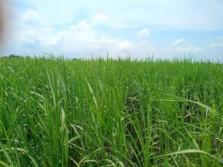 Green leafy sugar cane plants tower over the rice fields