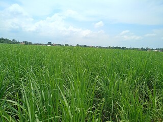 Green leafy sugar cane plants tower over the rice fields