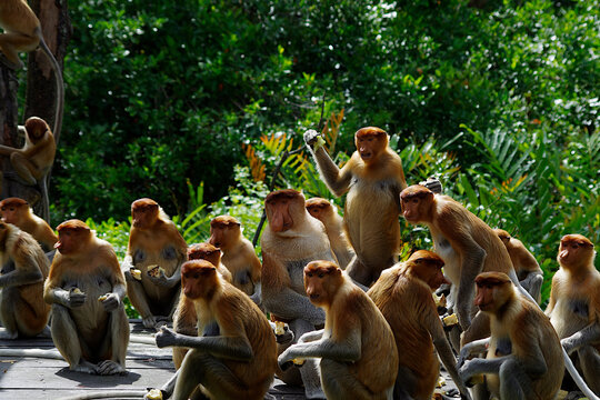 Proboscis monkey dominant male and his group looking worried a few meters away at a huge python. Strange scene with all these eyes turned towards an off-plane point. At Labuk Bay, Borneo,  in 2018.