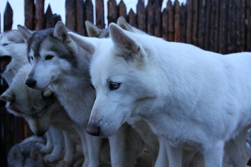 Team of Husky dogs sleeping in the cold winter day.
