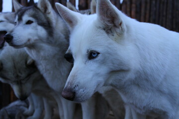 Team of Husky dogs sleeping in the cold winter day.