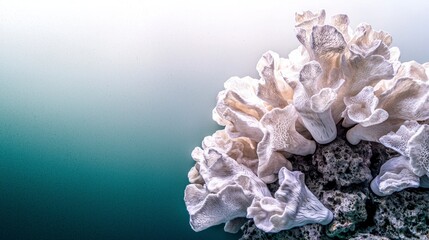 Elegant White Coral Reef Sculpture on Teal Background