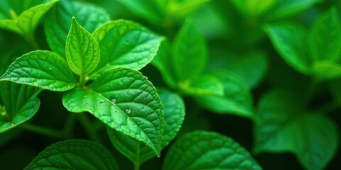 Fototapeta premium Lush Green Foliage with Dew Drops A Close-Up View of Vibrant, Healthy Leaves in a Natural Setting