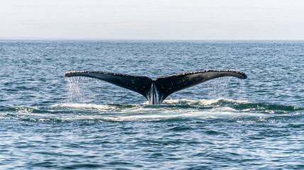 Fototapeta premium A majestic whale tail rises from the ocean, sending sprays of water into the air, illustrating the beauty of marine life.