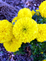 Close up of a yellow Tagetes Patula flower with the focus on the heart of the flower. Magnificent heart that bathes in a cottony atmosphere. In our garden in October 2022 in La Clayette, France.