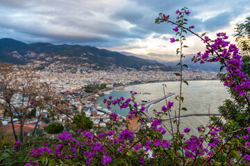 Obraz premium flowers and the view