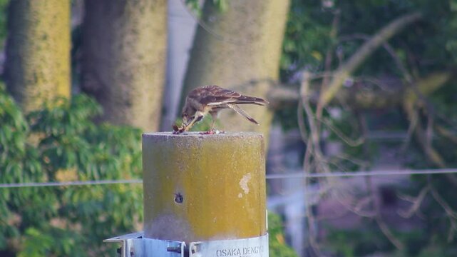 Aguilucho aliment&aacute;ndose de un pich&oacute;n 